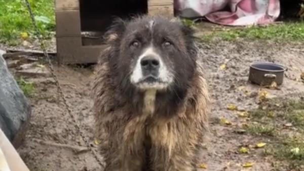 O nouă regulă pentru stăpânii de animale. Ce riscă românii care-şi ţin câinii în lanţ sau cuşti prea mici