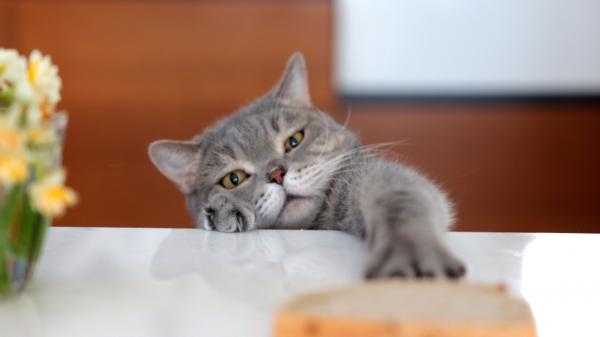 Bărbat din Turcia, obligat să plătească pensie alimentară pentru cele două pisici după divorţul de soţia sa