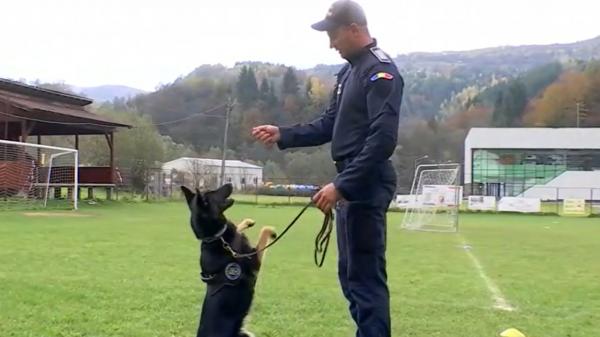 O căţeluşă poliţistă din Maramureş face senzaţie în rândul localnicilor şi chiar şi peste hotare