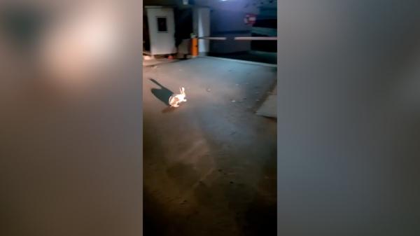 "Ia-l de urechi". Jandarmul Epure a salvat un iepure, în Galaţi