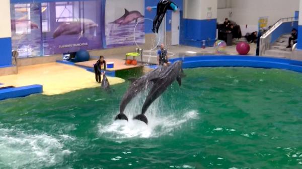 Malta vrea să doneze cinci delfini Delfinariului din Constanţa. Contractul cu Ucraina expiră în curând