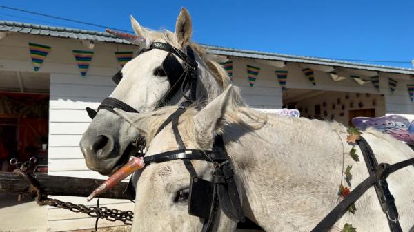Magia unicornilor prinde viață în Suceava. Caii "s-au transformat" în personaje de poveste