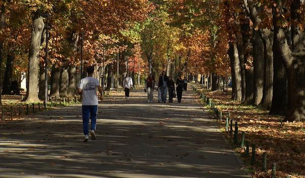 Amendă de 100 de ori mai mare pentru cei care taie ilegal copaci în Bucureşti