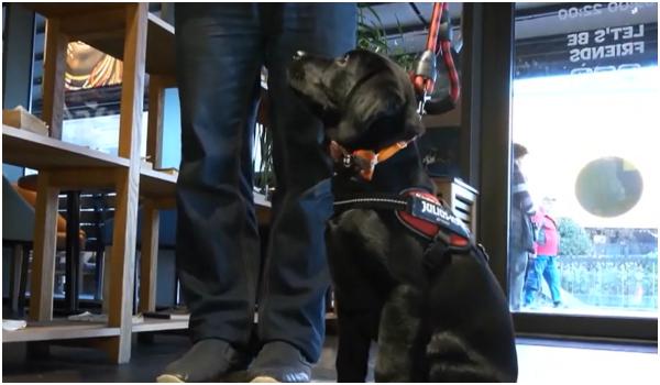 Oraşul din România care devine tot mai "pet friendly". Câinii, un exemplu de bune maniere în cafenele