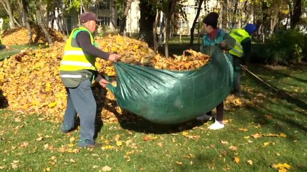 Cum se transformă frunzele uscate într-o afacere profitabilă. Un sac de 20 de litri costă 16 lei