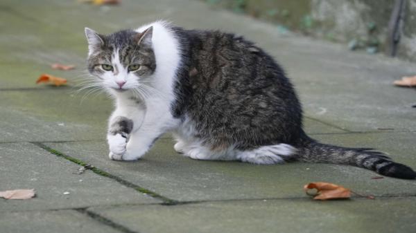 Motanul Larry, "gardianul" premierilor Marii Britanii, va deveni personaj de film. Care e povestea lui