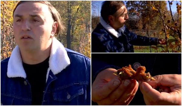 A investit totul într-un fruct de care mulţi nu au auzit. Se coace după primul ger, iar un kg costă 20 de lei