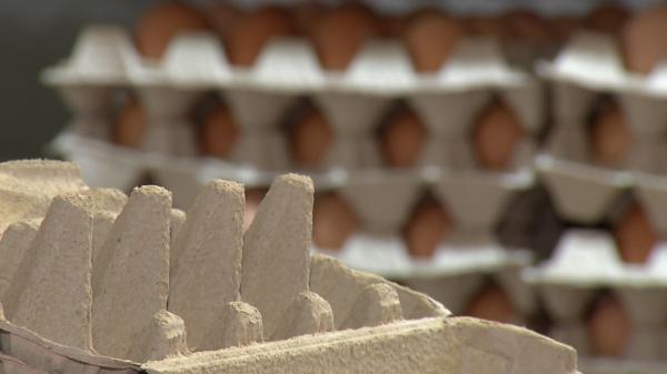 Au dispărut ouăle din magazine sau au preț dublu. Fermierii le trimit la export