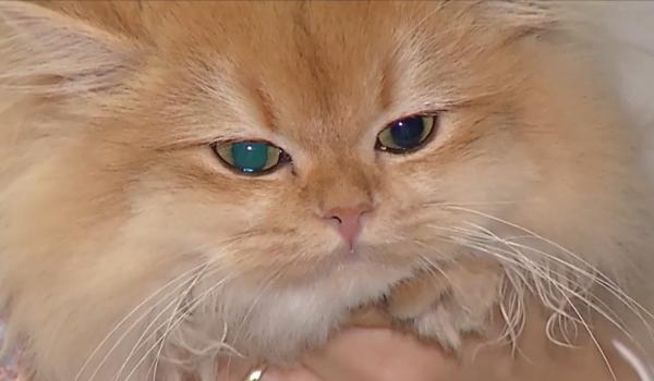 Fenomenul "favoritism felin": românii cumpără mai multă hrană pentru pisici decât pentru câini