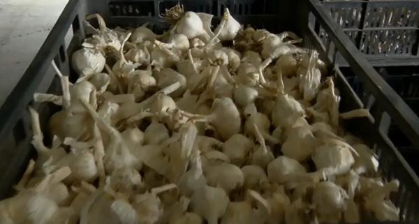 Usturoiul românesc zace în depozite, iar cel de import umple rafturile magazinelor. Ce spun producătorii