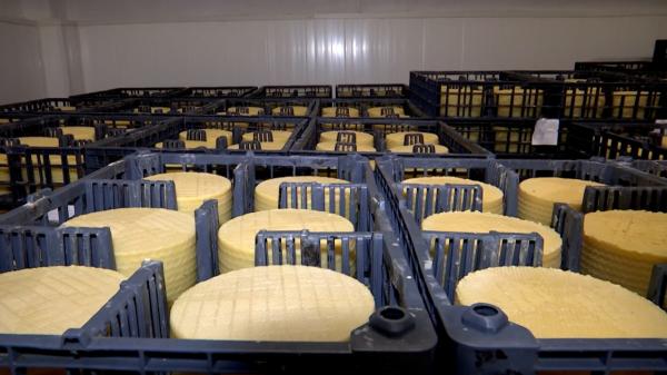 Brânza românească celebră în lume. A fost premiată cu aur la un celebru concurs gastronomic din Elveţia