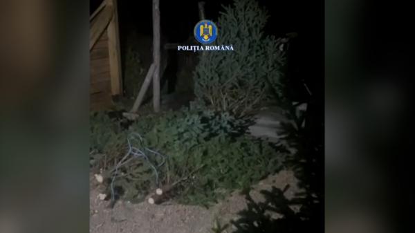 Bărbat din comuna Sânmihaiu Almașului, prins în flagrant cu 20 de brazi furaţi, chiar înainte de Crăciun
