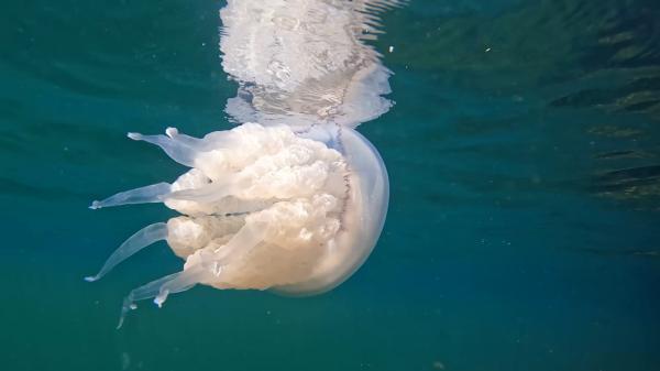 Marea Neagră, invadată de meduze: fenomen neobișnuit pentru luna decembrie