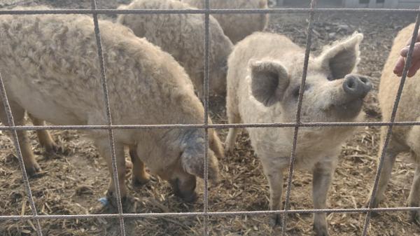 Ce trebuie să știm când cumpărăm carne de porc. Riscuri ascunse și recomandări utile