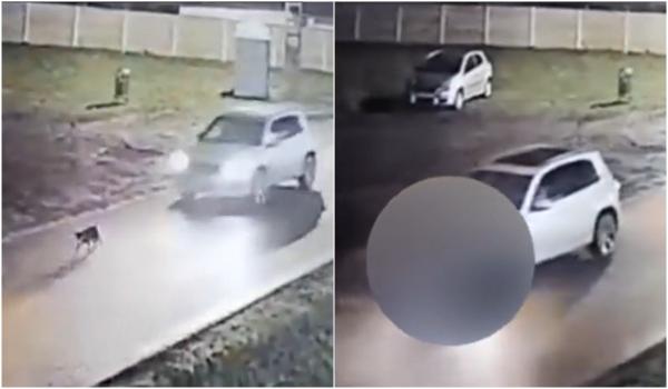 Incident şocant în Timiş. Un şofer din Giarmata a călcat intenţionat un câine cu maşina. Momentul, filmat