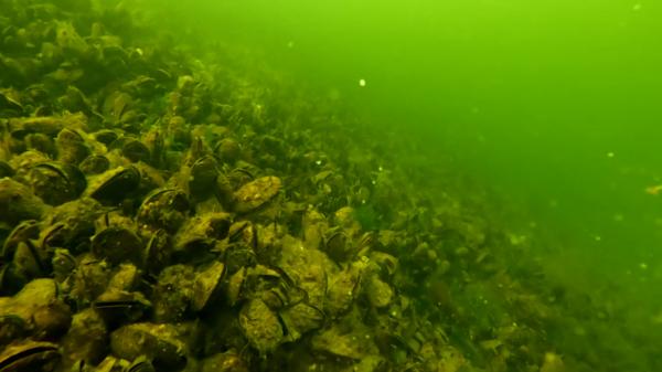 Specia din Veneţia care s-a adaptat în Marea Neagră. Din vară ar putea ajunge în farfuriile de pe litoral