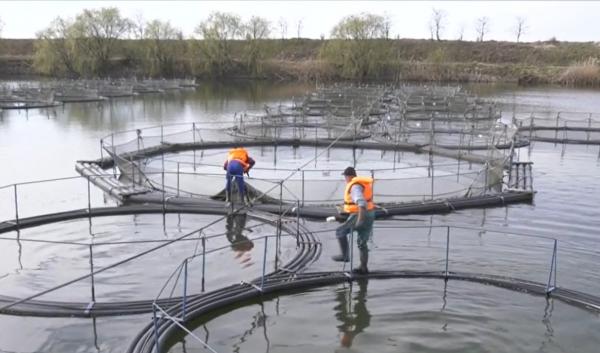 Cât te costă să ai sturion pe masa de Revelion. Vânzările au crescut cu peste 40%