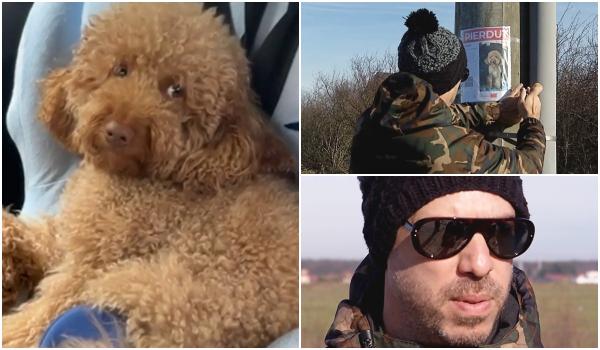Bichonul Fido, de negăsit de aproape 48 de ore după ce a fugit speriat de artificii: "L-am căutat și cu drona"