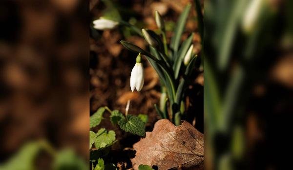 Au înflorit primii ghiocei în Munţii Măcinului. Imaginile spectaculoase surprinse de un fotograf