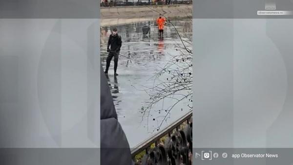 Câine surprins pe gheața Dâmboviței, în ploaie și frig: ASPA și pompierii au intervenit fără succes