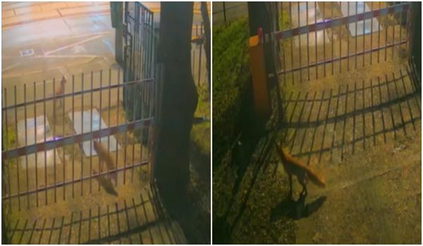 Trei vulpi, surprinse în centrul Capitalei de camerele de supraveghere ale Muzeului "Grigore Antipa"