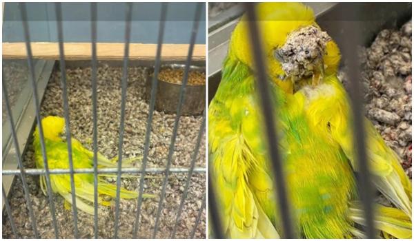 Animalele de companie, între adopţie şi afacere. Cazul peruşului Victoria, malnutrit şi uitat într-un petshop