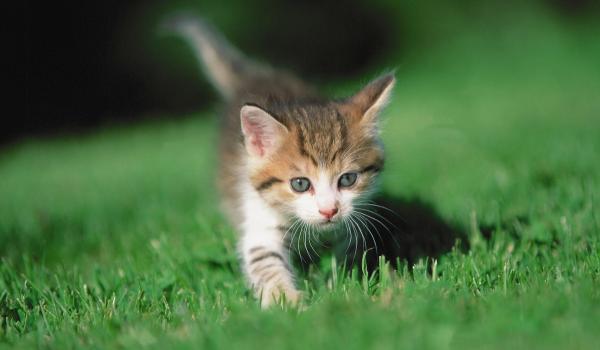 Motivul pentru care Olanda a interzis două rase de pisici. Amenzi de până la 1.500 de euro pentru proprietari