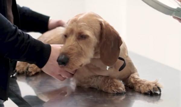 Criză în medicina veterinară din România. Fondurile cabinetelor, reduse drastic de Guvern