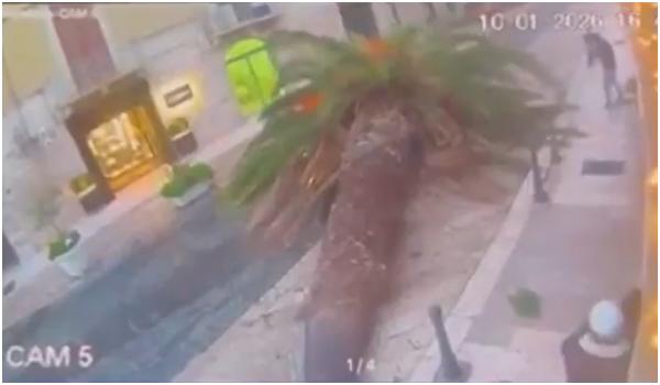 Momentul în care un palmier uriaș cade peste o mașină, doborât de vânt, în Italia. Şoferul a scăpat la limită
