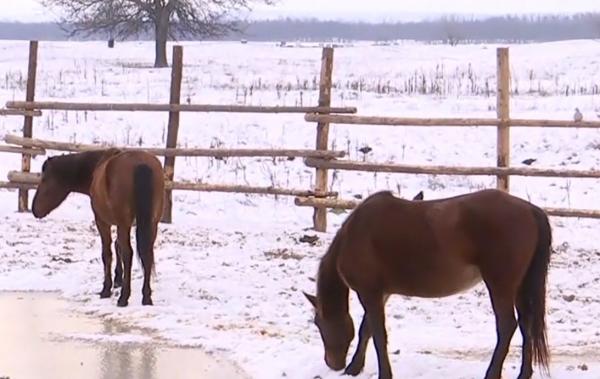 Gerul, o luptă pentru supravieţuire pentru animalele din adăposturi. Îngrijitorii au luat măsuri suplimentare