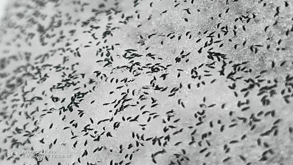 Invazie de purici de zăpadă în Cluj. Insectele trăiesc şi la - 8 grade