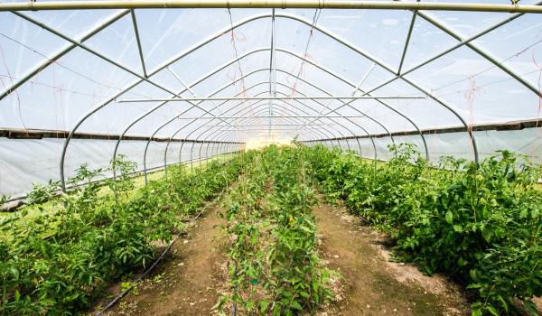 Gerul face ravagii în serele românilor: "După trei săptămâni de muncă, tomatele sunt aproape distruse"