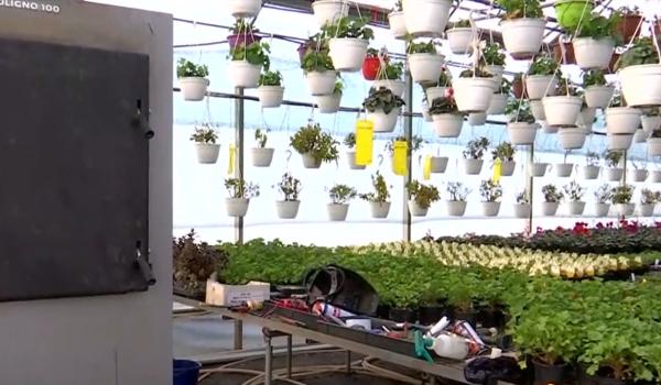 Cu cât se scumpesc florile din cauza frigului. Florar: "Alimentăm centralele chiar şi din 2 în 2 ore cu lemn"