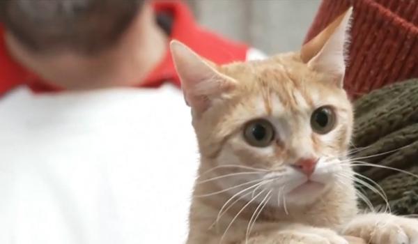 Tradiția păstrată cu sfinţenie în Madrid: ziua în care animăluţele primesc binecuvântarea