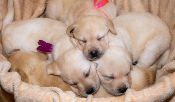 Ce variante au cei care îşi doresc animale de companie, dar nu pot avea grijă de ele