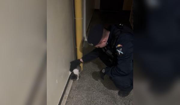 Jandarmii din Constanţa, chemaţi să ridice o pisică agresivă dintr-un bloc. "Bestia" i-a aşteptat cuminte