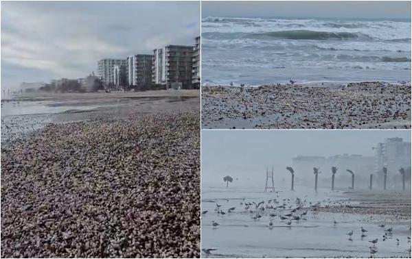 Valurile uriaşe au adus la mal mii de scoici, rapane şi midii pe plaja din Mamaia. Festin pentru pescăruşi