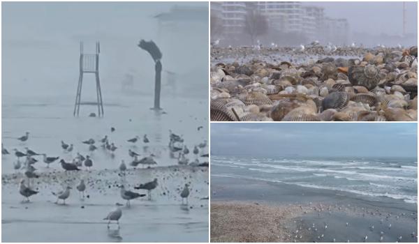 Imagini neobișnuite pe litoral. Staţiunea unde marea a înaintat 15 m și a acoperit plaja cu scoici şi melci