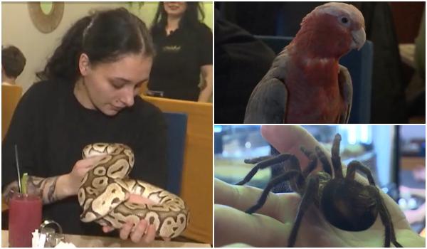 Locul inedit din ţară unde clienţii îşi beau cafeaua înconjuraţi de şerpi şi tarantule