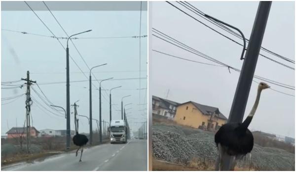 Au evadat dintr-o fermă din apropierea Vasluiului. Doi struţi, surprinşi plimbându-se nestingheriţi pe străzi