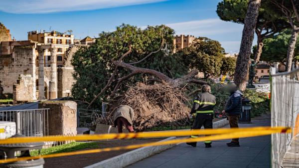 Român rănit în centrul Romei, după ce un pin de 120 de ani s-a prăbușit peste el. Alte două persoane, rănite