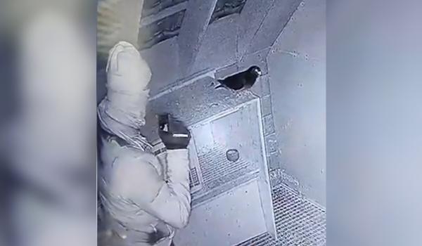 Românii care au furat peste 170 porumbei de curse trebuie să plătească despăgubiri de jumătate de milion euro