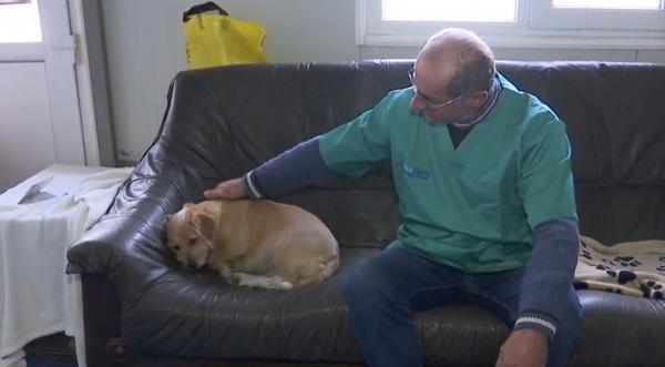 Sterilizare gratuită pentru animalele de companie din Cluj-Napoca. Ce trebuie să facă proprietarii