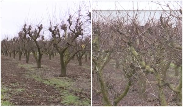 Cum vine statul în ajutorul fermierilor afectați de îngheț. Pomicultor: "Recolta a fost compromisă total"