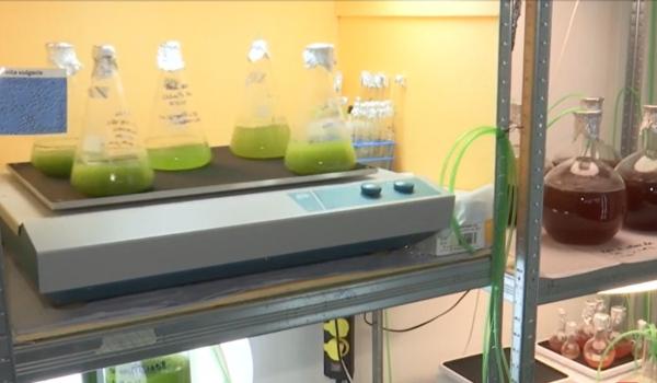 "Aurul verde" al României, crescut în laborator: deja folosit în creme, ar putea revoluționa și agricultura