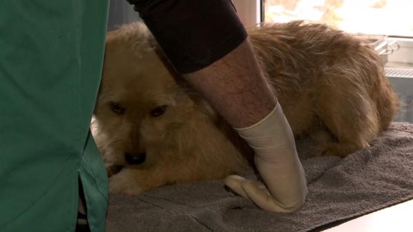 Lagărul câinilor de la Suraia, închis. ONG-urile cer ca eutanasierile câinilor să fie suspendate temporar