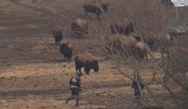 Cruzime greu de imaginat la o fermă de bizoni. Animalele, înfometate şi lăsate să moară în agonie