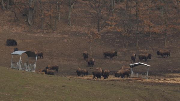 Detalii cutremurătoare despre ferma groazei. Animalele lăsate să moară de foame au ros şi scoarţa copacilor