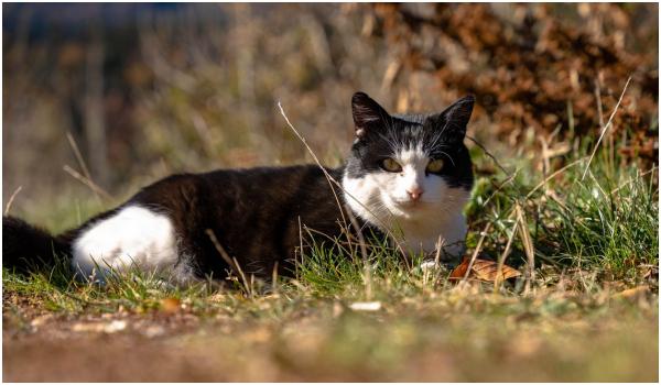 Pisica transilvană, prima rasă românească recunoscută internaţional. Se bate egal la egal cu rase celebre