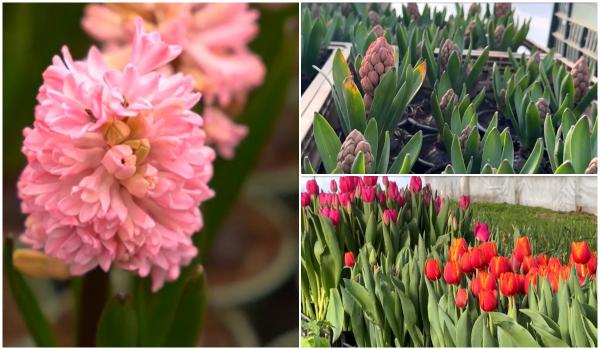 Primăvara a înflorit în sere. Cât ajunge să coste un buchet de 1 Martie şi care sunt cele mai dorite flori